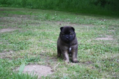 Les chiots de Eurasier