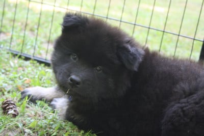 Les chiots de Eurasier