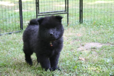 Les chiots de Eurasier