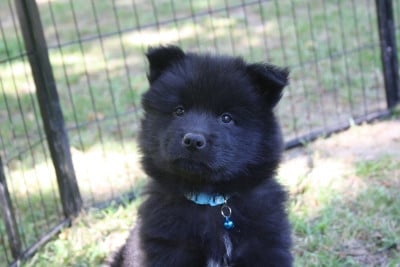 Les chiots de Eurasier