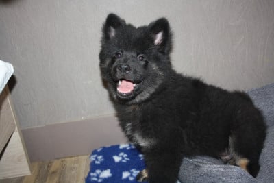 Les chiots de Eurasier