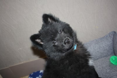 Les chiots de Eurasier