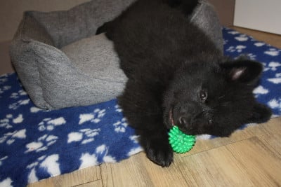 Les chiots de Eurasier