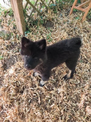 Les chiots de Eurasier