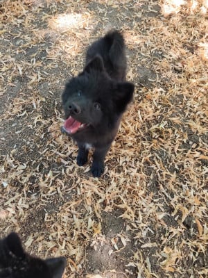 Les chiots de Eurasier