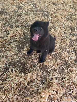 Les chiots de Eurasier