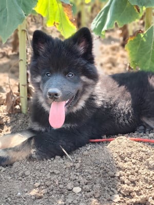 Les chiots de Eurasier