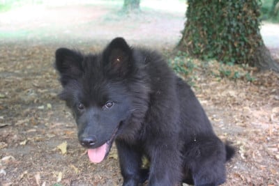 Les chiots de Eurasier