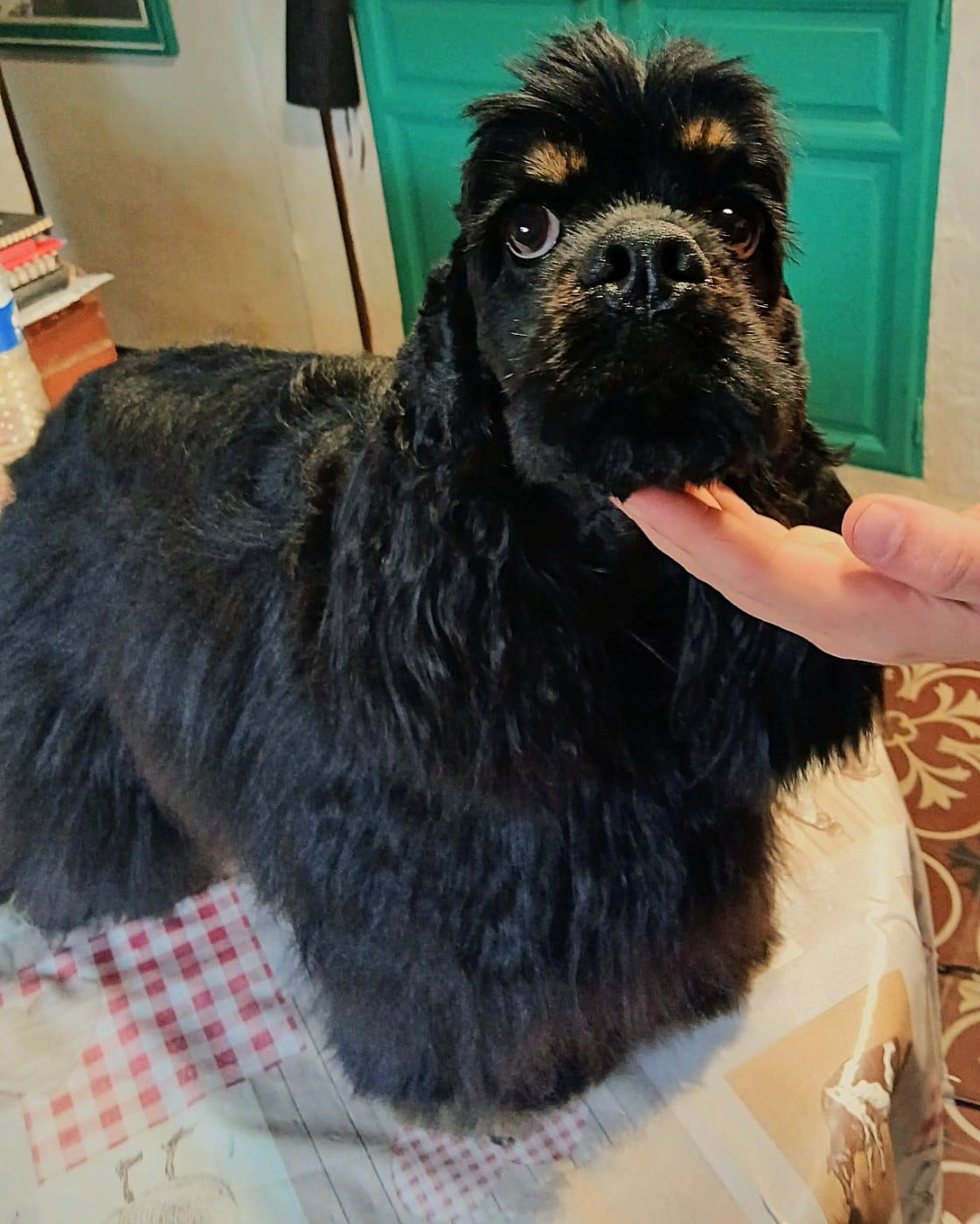 Publication : Du Trio Des Malous Auteur : le trio des malous (Monsieur Fay