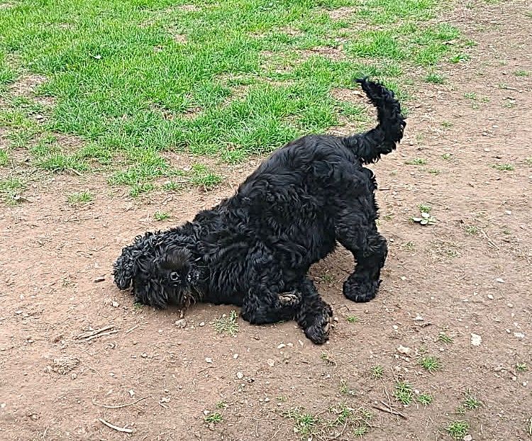 Malibu de l ecrin des précieuses