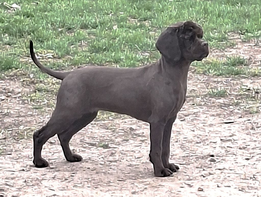 Asais-cocktail Du Trio Des Malous
