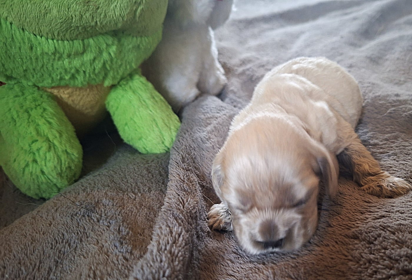 Chiot N°5 - American Cocker Spaniel