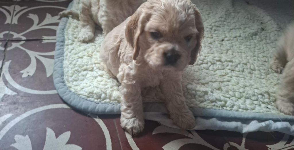 arkos - American Cocker Spaniel