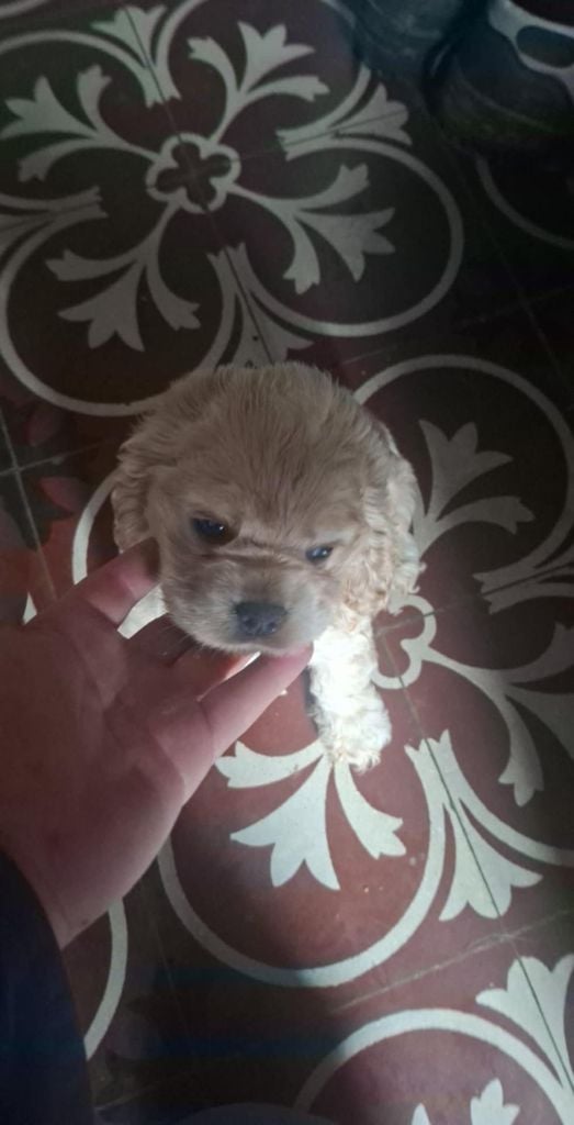 American Cocker Spaniel - Du Trio Des Malous