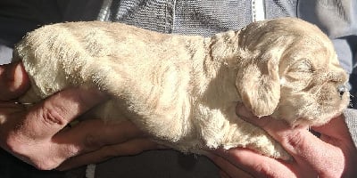 Les chiots de American Cocker Spaniel