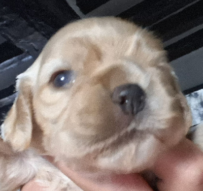 Les chiots de American Cocker Spaniel