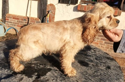 Les chiots de American Cocker Spaniel