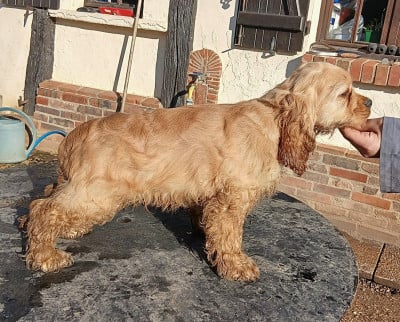 Les chiots de American Cocker Spaniel