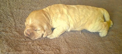 American Cocker Spaniel