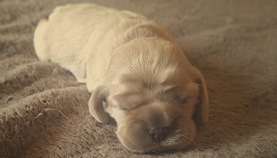 Chiot N°2 - American Cocker Spaniel