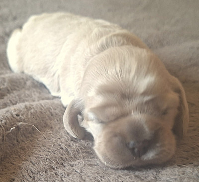 Chiot N°3 - American Cocker Spaniel