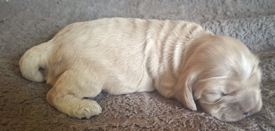Chiot N°4 - American Cocker Spaniel