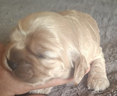 Chiot N°5 - American Cocker Spaniel