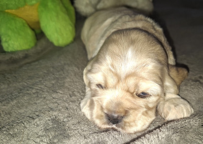 Les chiots de American Cocker Spaniel