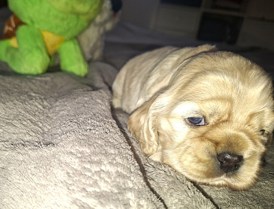 Les chiots de American Cocker Spaniel