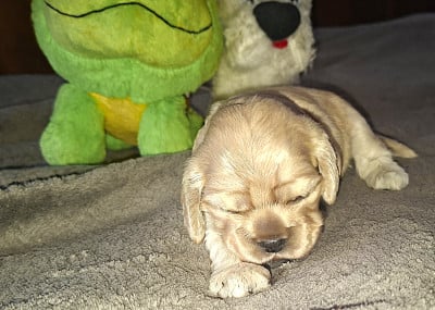 Les chiots de American Cocker Spaniel