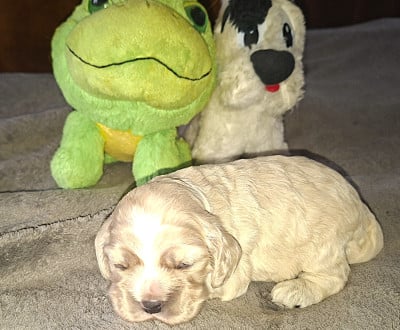 Les chiots de American Cocker Spaniel