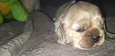 Les chiots de American Cocker Spaniel
