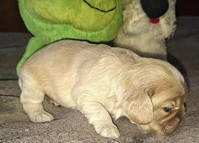 Les chiots de American Cocker Spaniel