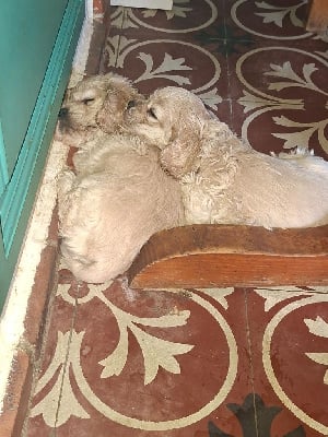 Les chiots de American Cocker Spaniel