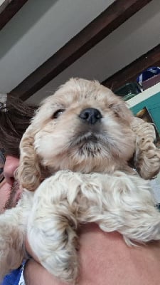 Les chiots de American Cocker Spaniel