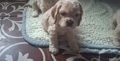 Les chiots de American Cocker Spaniel