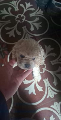 Les chiots de American Cocker Spaniel