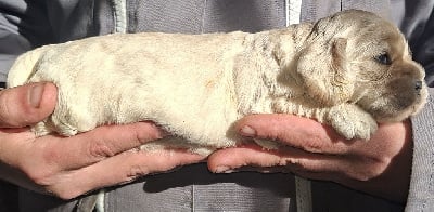 Les chiots de American Cocker Spaniel