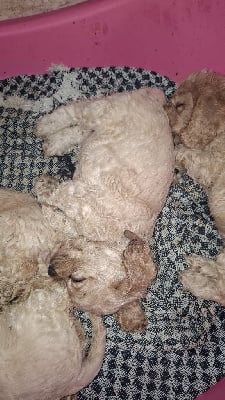 Les chiots de American Cocker Spaniel