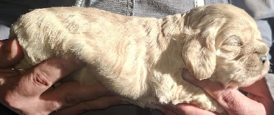 Les chiots de American Cocker Spaniel