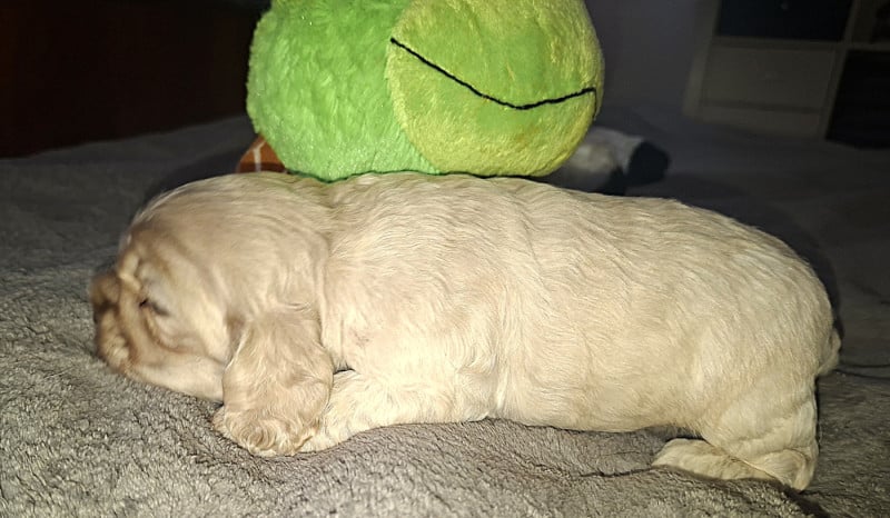 American Cocker Spaniel - Du Trio Des Malous