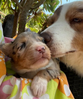 Les chiots de Berger Australien