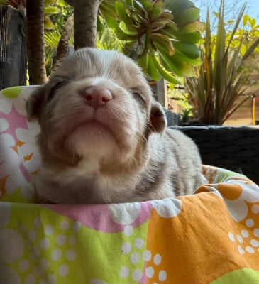 Les chiots de Berger Australien