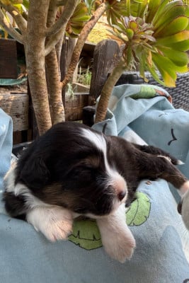 Les chiots de Berger Australien