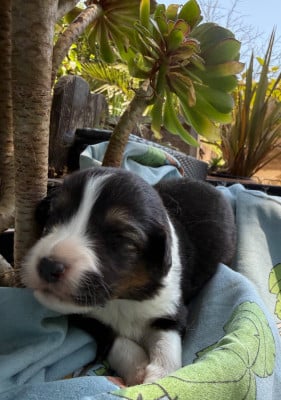 Les chiots de Berger Australien