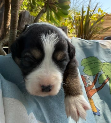 Les chiots de Berger Australien
