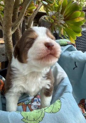 Les chiots de Berger Australien
