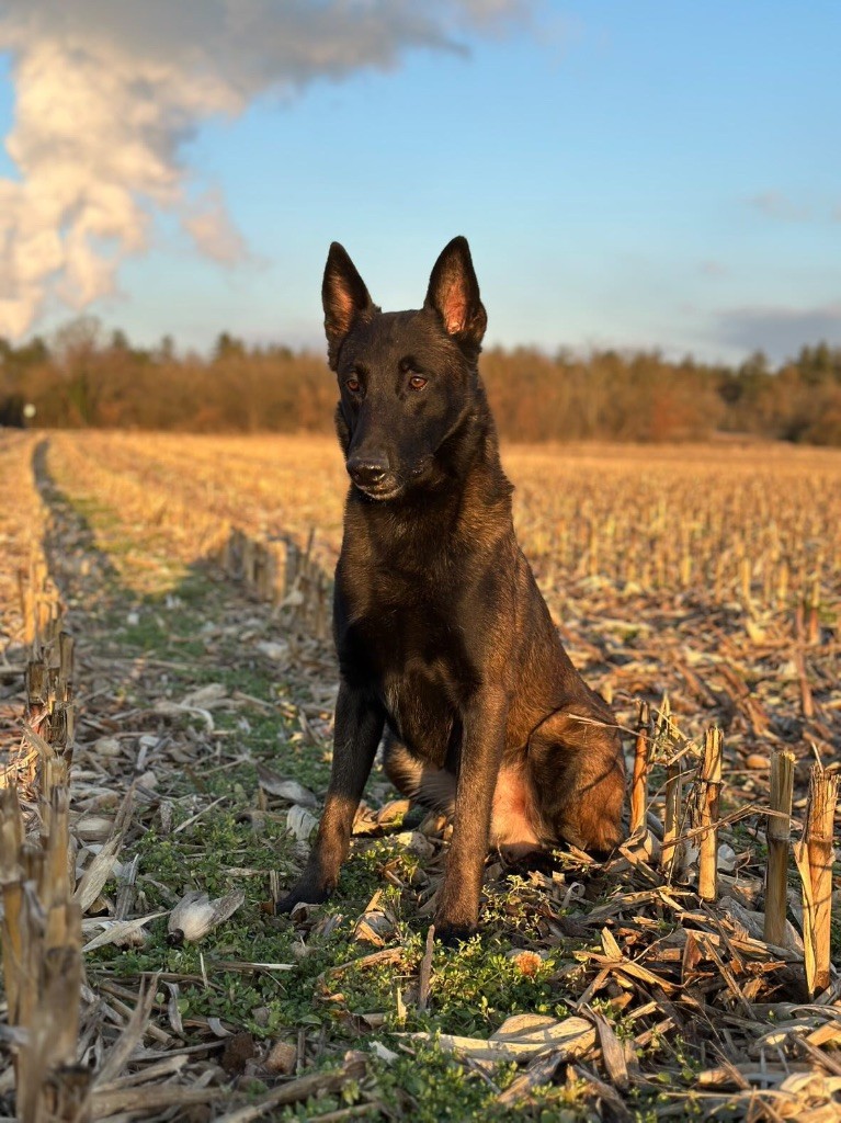 S?croc des terres d’ares