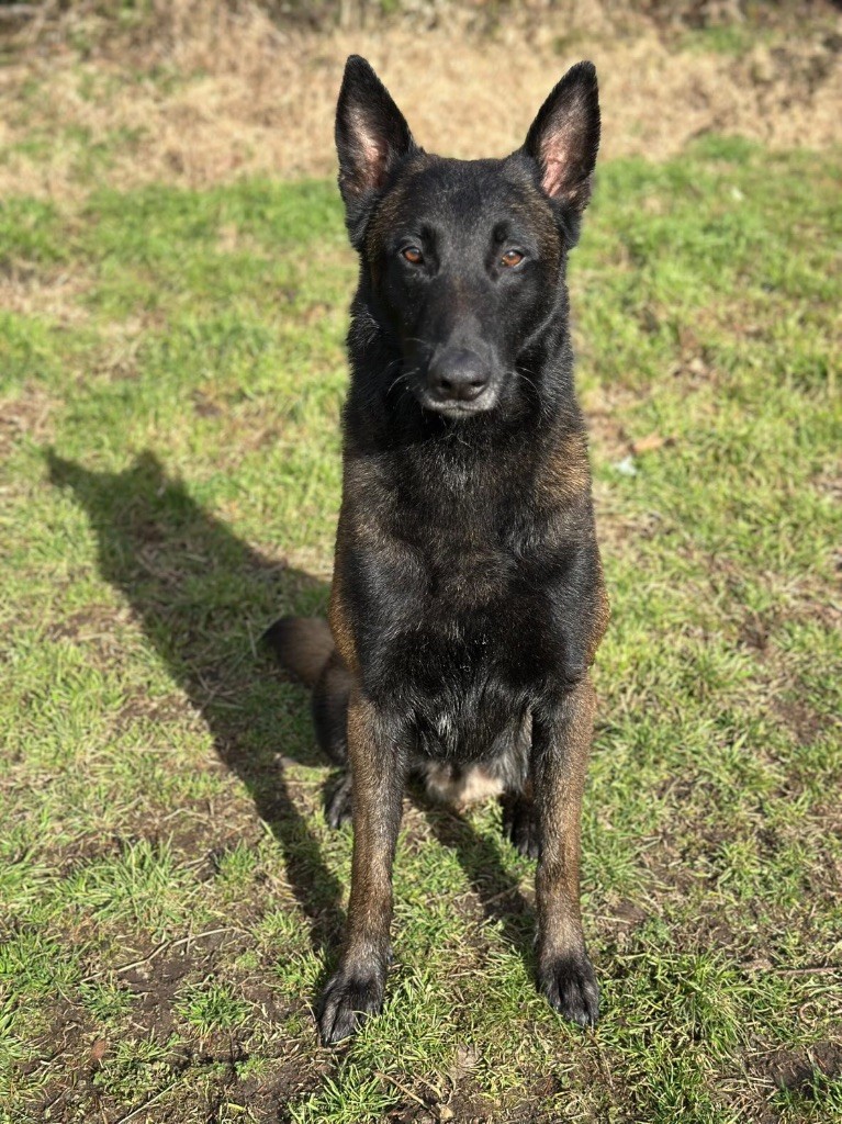 S?croc des terres d’ares