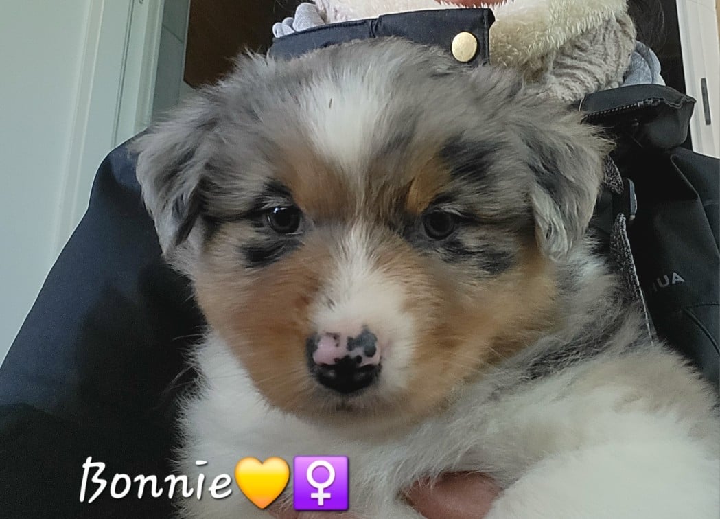 Berger Australien - (Sans Affixe)